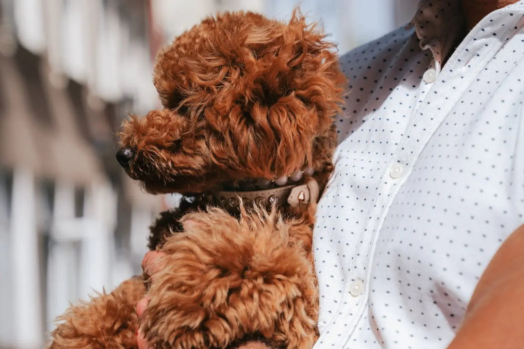 XS / BEIGE / PINATEX VEGAN LEATHER Dog Rhinestone Bling Collar| Beige Mini Royal LUX COLLAR VEGARI