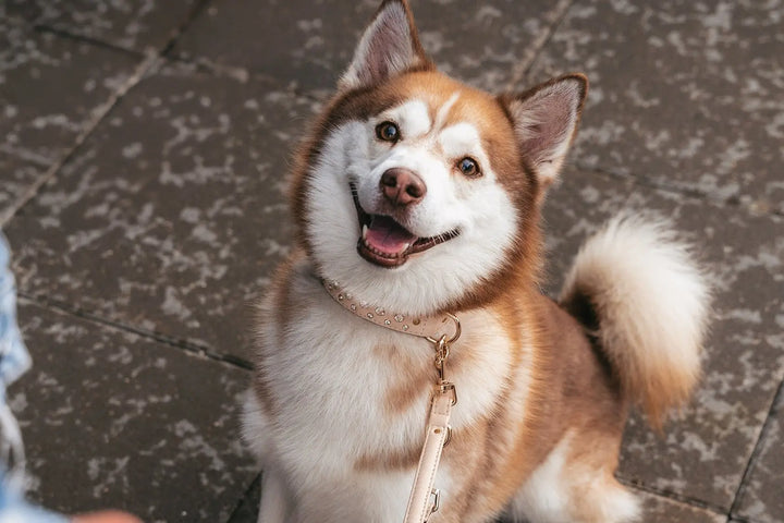 S / BEIGE / PINATEX VEGAN LEATHER Dog Rhinestone Diamond Collar| Beige Royal LUX COLLAR VEGARI