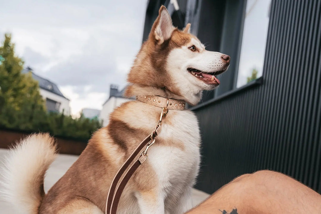 S / BEIGE / PINATEX VEGAN LEATHER Dog Rhinestone Diamond Collar| Beige Royal LUX COLLAR VEGARI