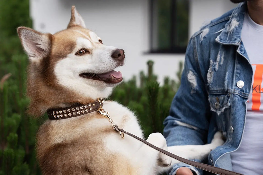 S / BROWN / PINATEX VEGAN LEATHER Dog Rhinestone Collar| Born To Impress LUX COLLAR VEGARI