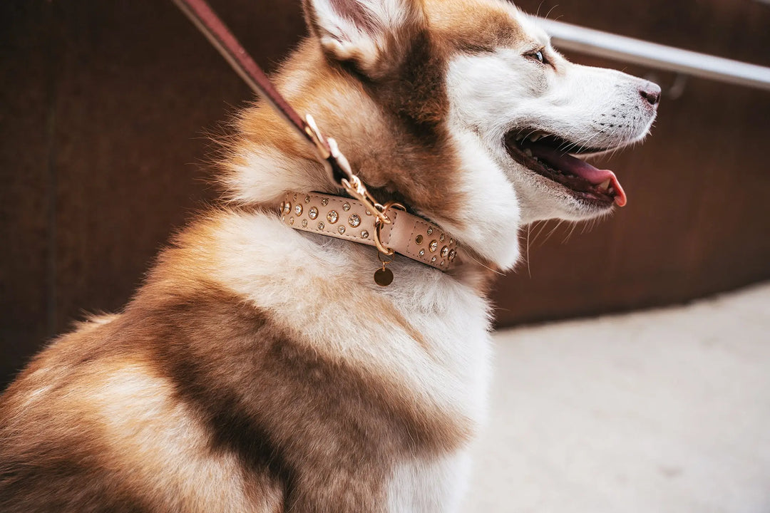 S / BEIGE / PINATEX VEGAN LEATHER Dog Rhinestone Diamond Collar| Beige Royal LUX COLLAR VEGARI