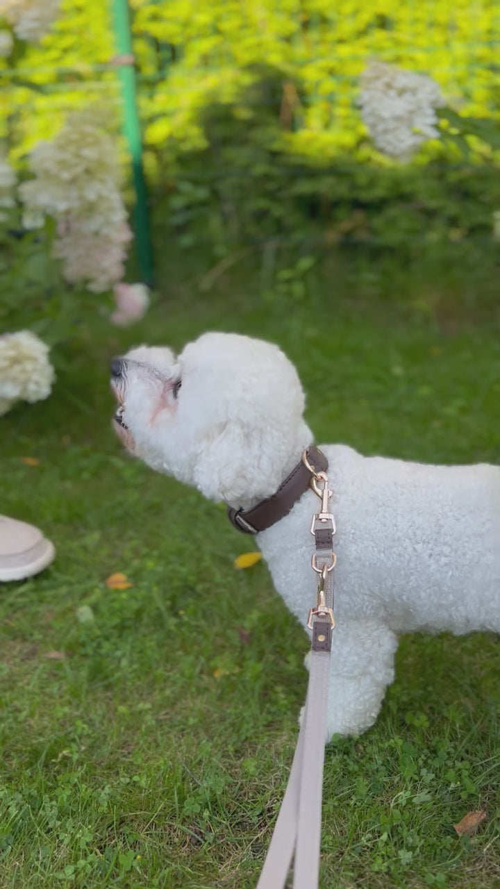 vegan leather pinatex dog collar, handmade premium dog accessory with gold zinc alloy metal hardware, brishon praying