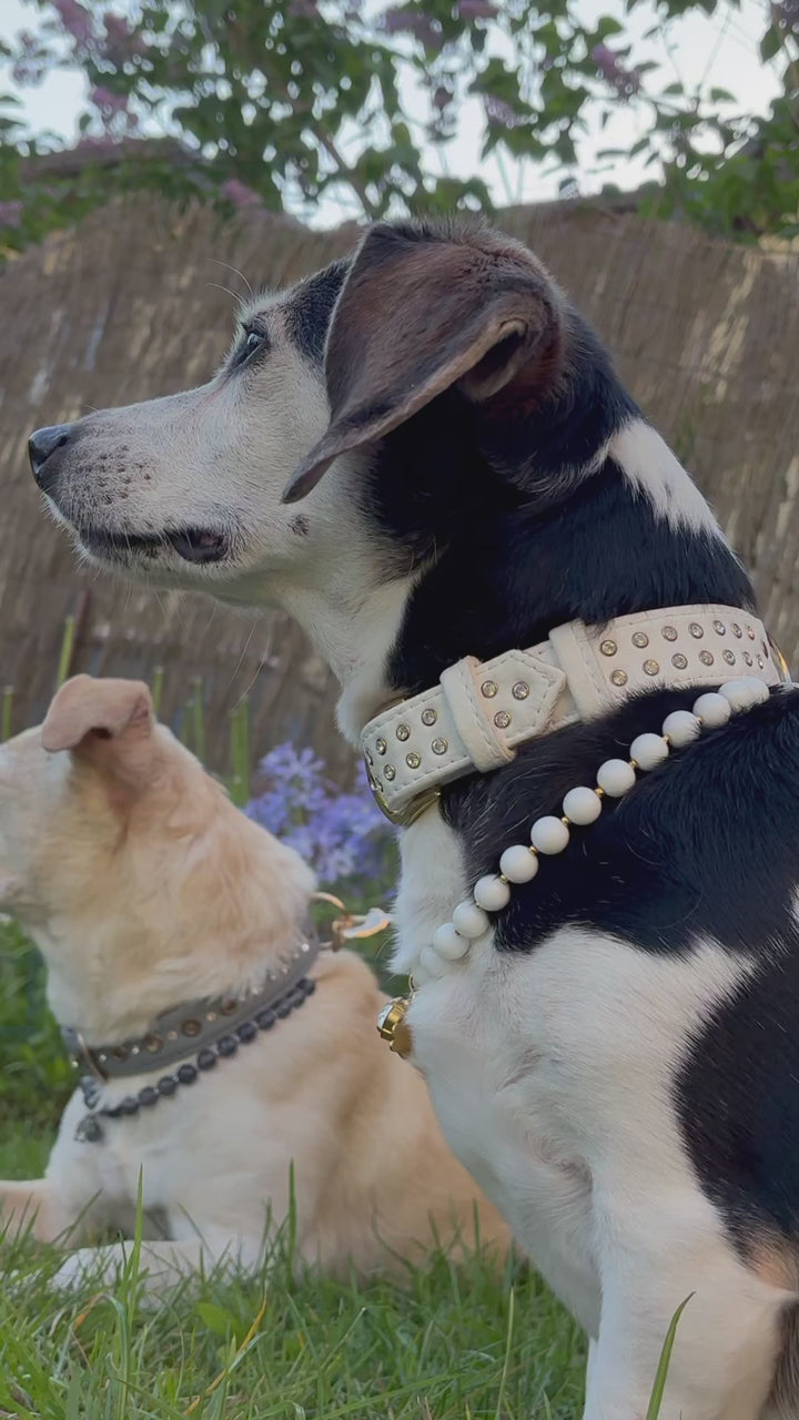 vegan leather dog collar made from pinatex with gold plated premium crystal rivets, made in grey colour for small to medium size dog or cat