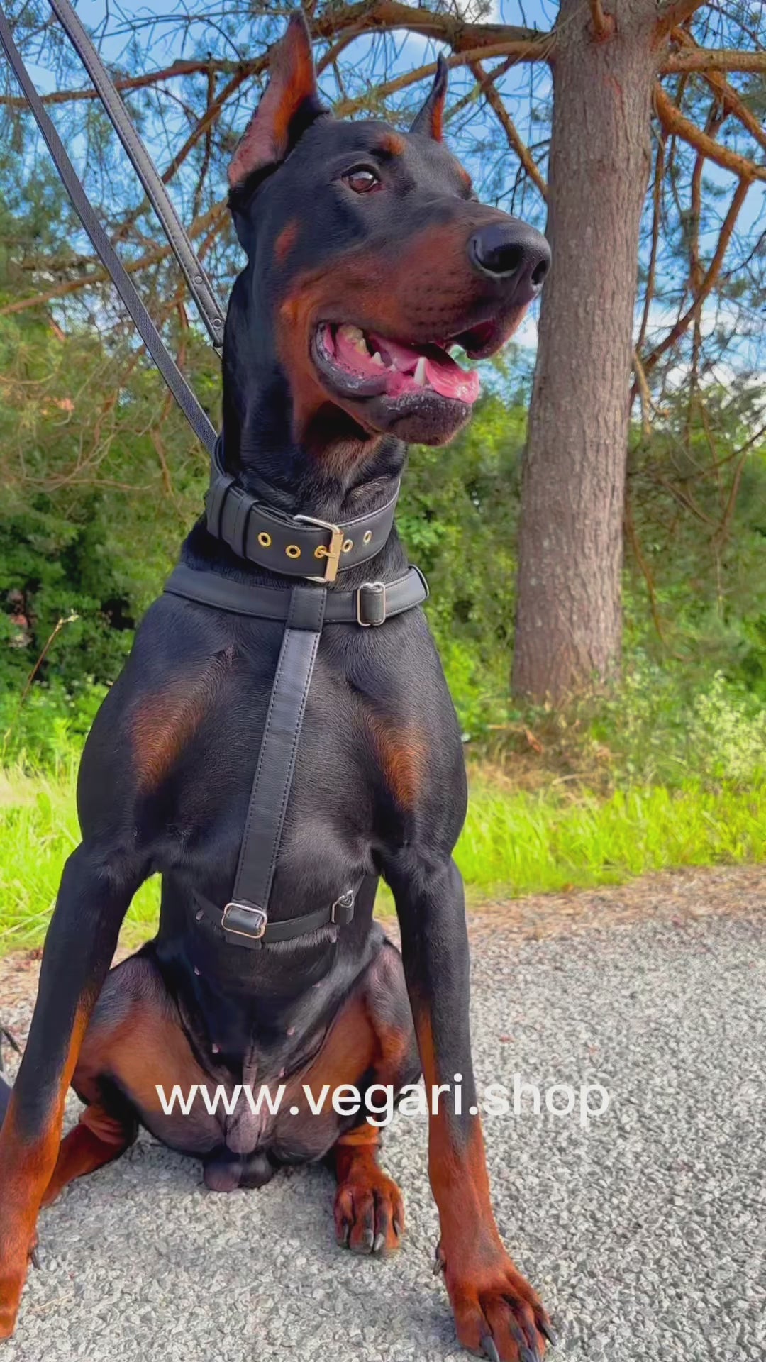 vegan leather dog collar in black color, dobermann in video