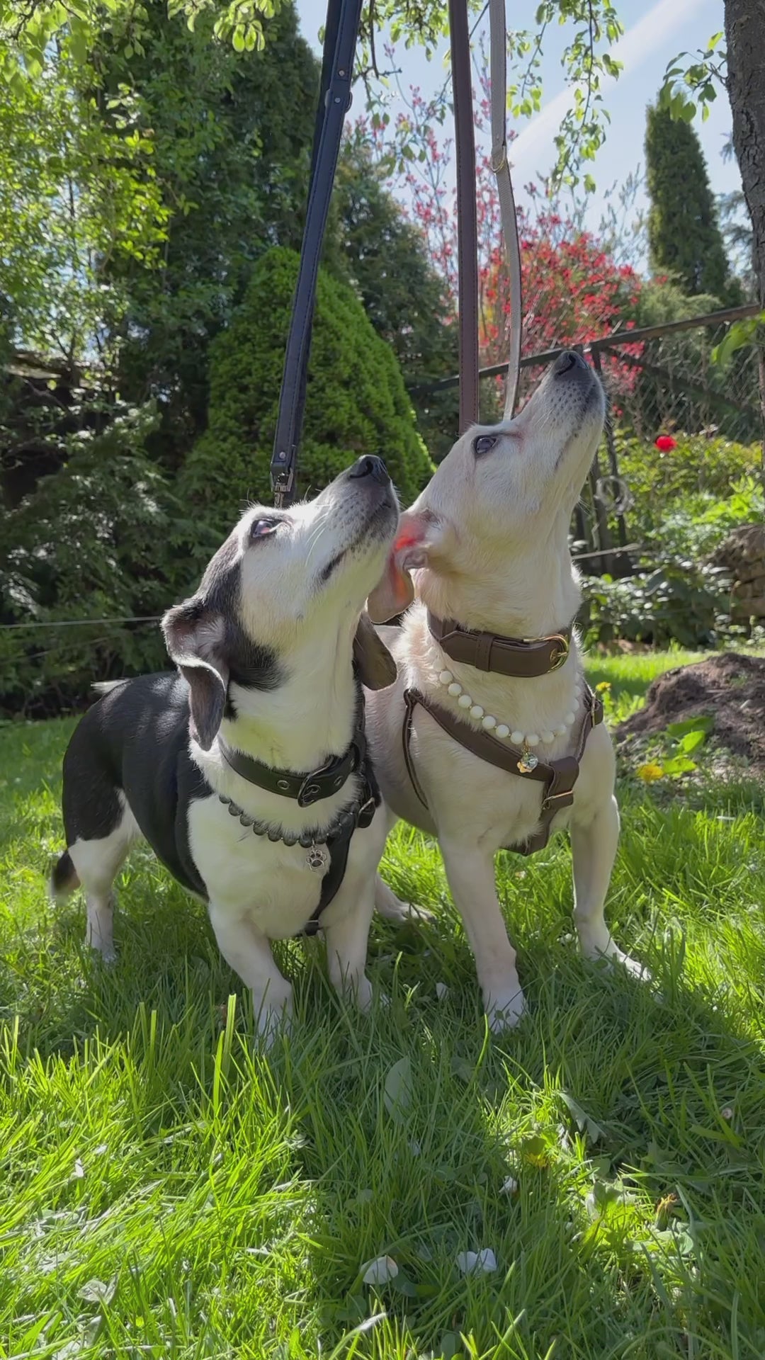 dogs in the grass with vegan pet accessories