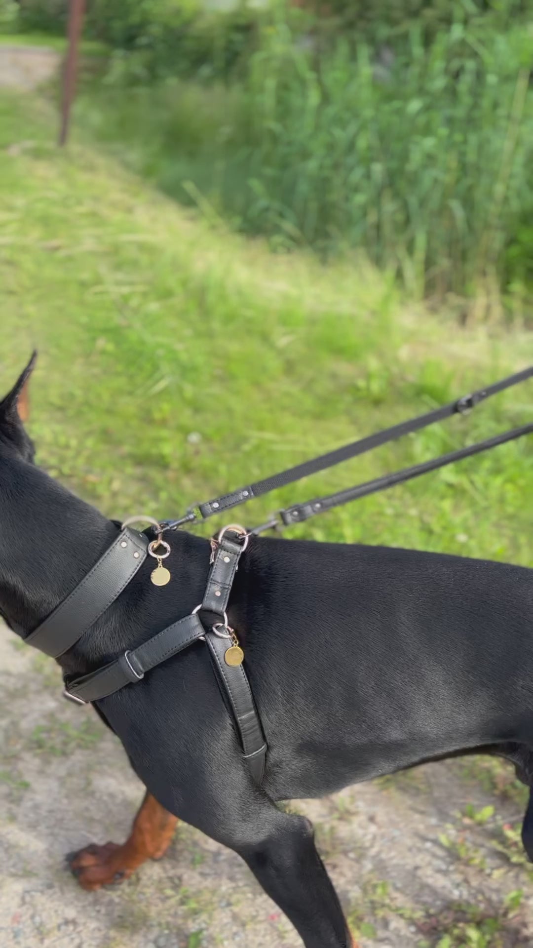 DOBERMAN VEGAN HARNESS MADE FROM PINEAPPLE LEATHER - DURABLE AND ETHICAL, SUSTAINABLE PET FASHION