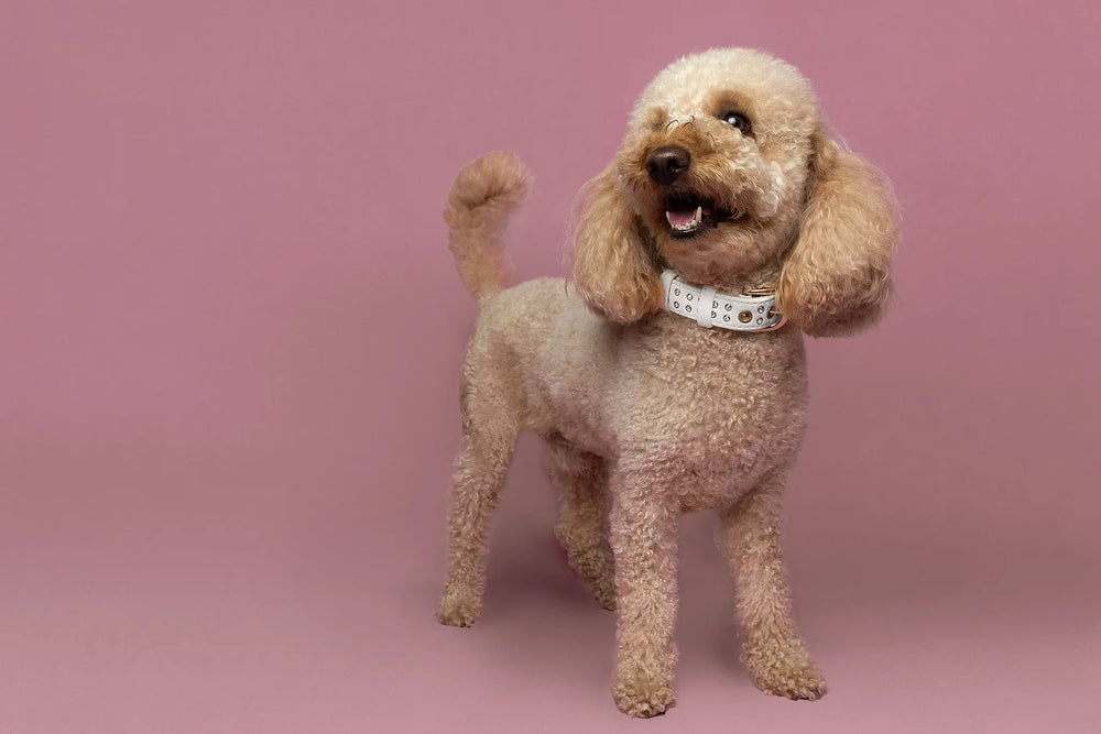 best dog collar of 2024, crystal dog collar, vegan dog collar, best choice for your pet